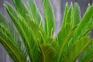 Bergpalme – Pflegetipps – Standort, Gießen, Düngen und typische Pflegefehler bei der Bergpalme