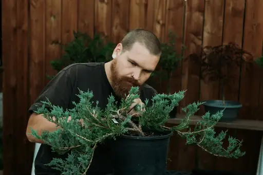 Bonsai Anleitung für Anfänger PDF – Grundlagen zu Standort, Gießen, Schneiden und Pflege kompakt erklärt