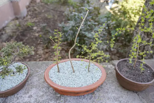 Bonsai-Pflege – richtig gießen – Wie oft ein Bonsai Wasser braucht und welche Gießfehler vermieden werden sollten