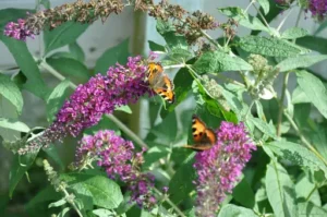 Buddleja davidii – Pflege – Standort, Rückschnitt, Bewässerung und Tipps für üppige Blüten