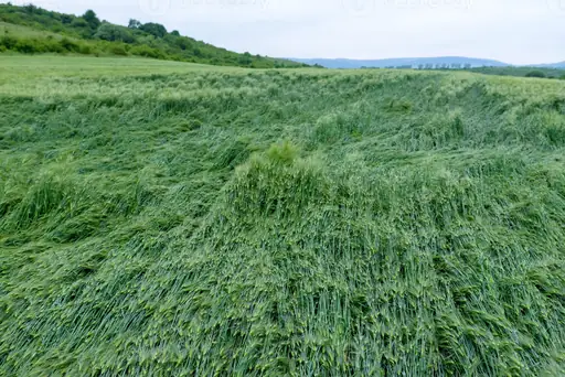 Grünanlagen-Pflege – Rasen, Gehölze Und Beete Richtig Pflegen Durch Das Ganze Jahr