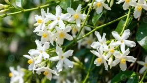 Jasmin-Pflanze – Pflege – Standort, Gießen, Düngen und Überwintern von Jasmin richtig erklärt