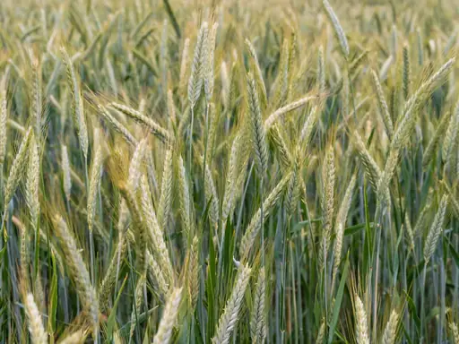 Melone Pflege – Standort, Bewässerung und Düngung für eine erfolgreiche Ernte