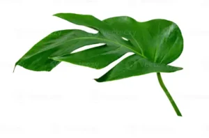Monstera Thai Constellation – Pflege – Standort, Gießen Und Tipps Für Gesundes Wachstum