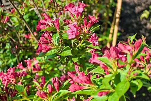 Osmanthus burkwoodii – Pflege – Wie Osmanthus burkwoodii richtig gepflanzt, geschnitten und gepflegt wird