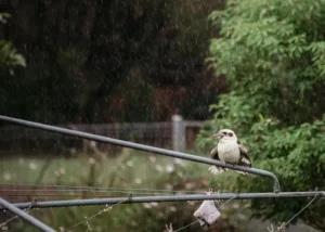 Rain Bird – Anleitung – Grundlagen zur Bedienung und Einstellung einer Rain-Bird-Bewässerungsanlage