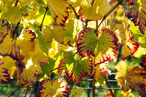 Russischer Wein Zimmerpflanze Pflege – Standort, Gießen und Richtige Pflege der Zimmerpflanze