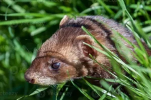 Was macht man gegen Ratten im Garten? Ratten vertreiben, Befall erkennen und den Garten wirksam schützen