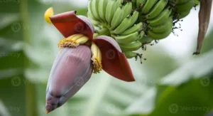 Welche Pflanzen kann man mit Bananenschalen düngen? Geeignete Pflanzen Und Tipps Zur Richtigen Anwendung