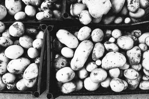 Wie erntet man Kartoffeln? Der richtige Zeitpunkt und die passende Technik für die Kartoffelernte