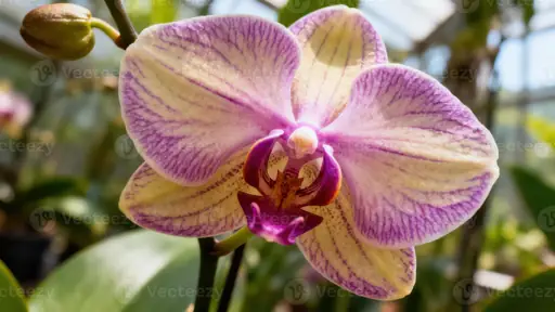 Wie pflege ich Orchideen? Richtig gießen, düngen und für neue Blüten sorgen