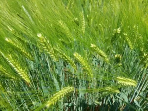 Wie schnell wächst Petersilie nach? Wachstumsdauer nach der Ernte und Tipps für kräftigen Neuaustrieb