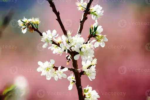 Wie Sieht ein Kirschbaum Aus? Merkmale von Blättern, Blüten, Früchten und Rinde Erkennen