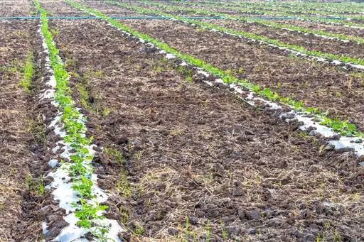Womit ein Hochbeet auffüllen? Welche Schichten und Materialien sich für ein langlebiges und nährstoffreiches Hochbeet eignen
