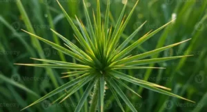 Yucca Pflege – Der Richtige Standort, Gießen Und Häufige Pflegefehler